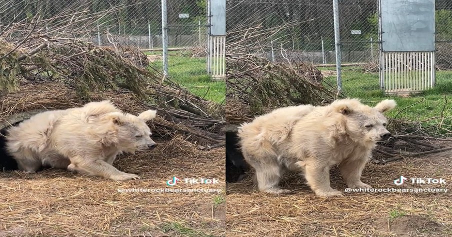 Groggy Bear Coming out of a Cave After A Nap Is So Hilariously Relatable He Goes Viral