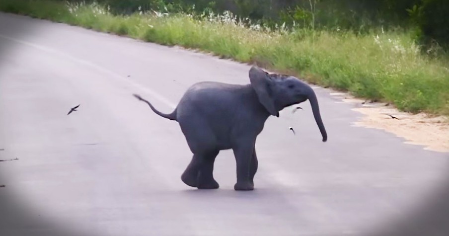 Baby Elephant Calf Chases And Plays With Birds