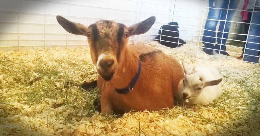 Baby Goat Gets Reunited With His Mom After Being Kidnapped