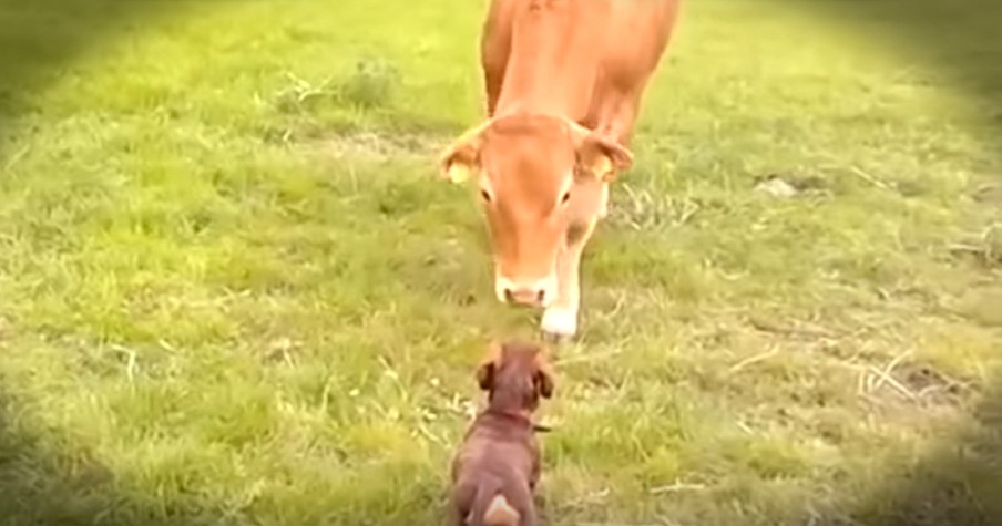 Puppy Meets New Cow For The First Time