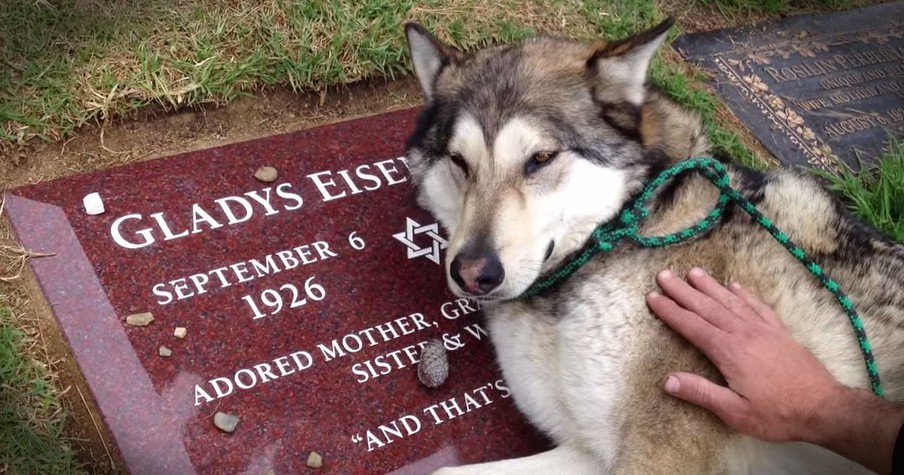 Heartbroken Loyal Dog Cries On Owner's Grave