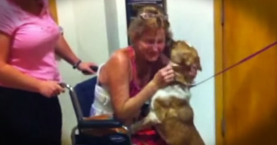 Dog Reunited With Owner After Car Crash And 65 Days In The Desert