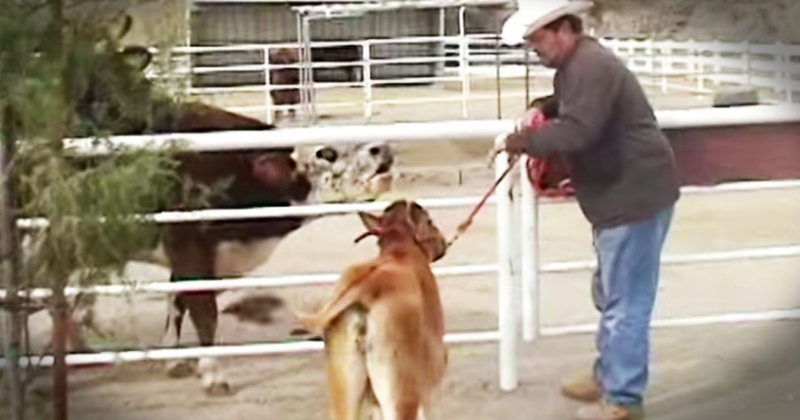 Karma The Cow Gets Reunited With Her Baby