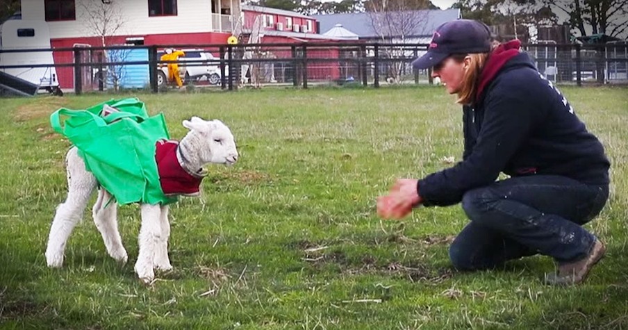 Rescued Injured Lamb Learns How To Walk