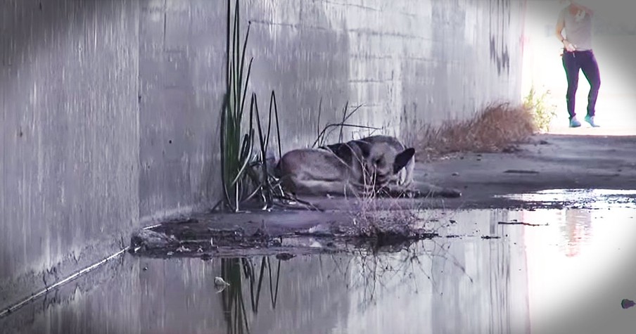 Hope for Paws Rescue Homeless Dog By The Los Angeles River