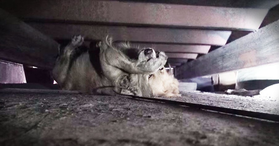 A Scared Golden Retriever Gets Rescued By Hope For Paws