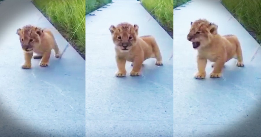 Little Lion Cub Learns To Roar