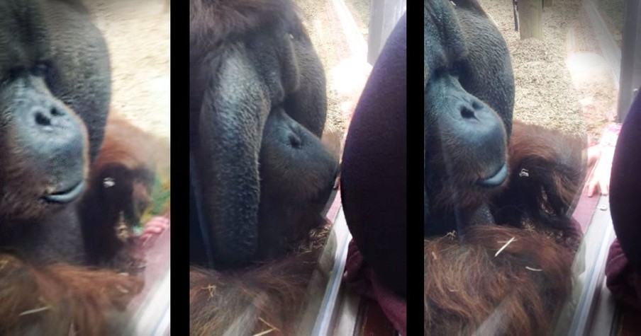 Orangutan Kisses Pregnant Woman's Belly At The Colchester Zoo