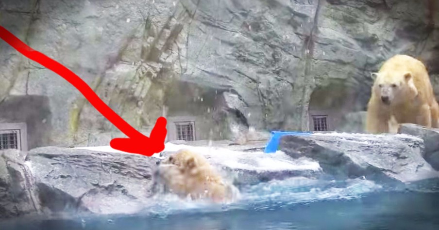 Momma Polar Bear Helps Her Baby Who Can't Swim