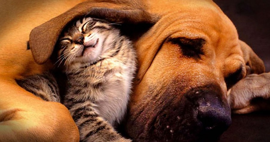 These 10 Pictures of Unusual Animal Friendships Are Guaranteed To Make Ya Say 'AWW'!