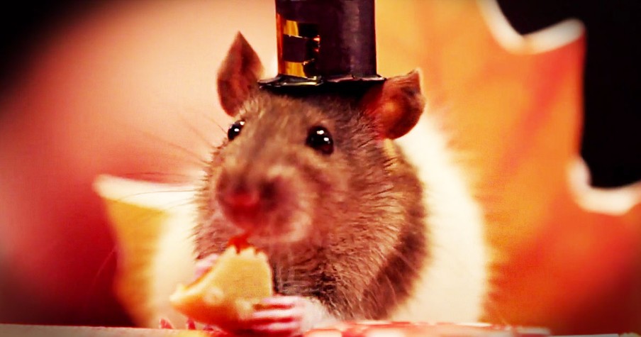 Tiny Hamsters Enjoy A Huge Thanksgiving Feast