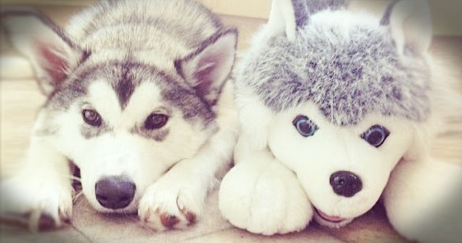 Real Animals With Their Stuffed Animal Twins