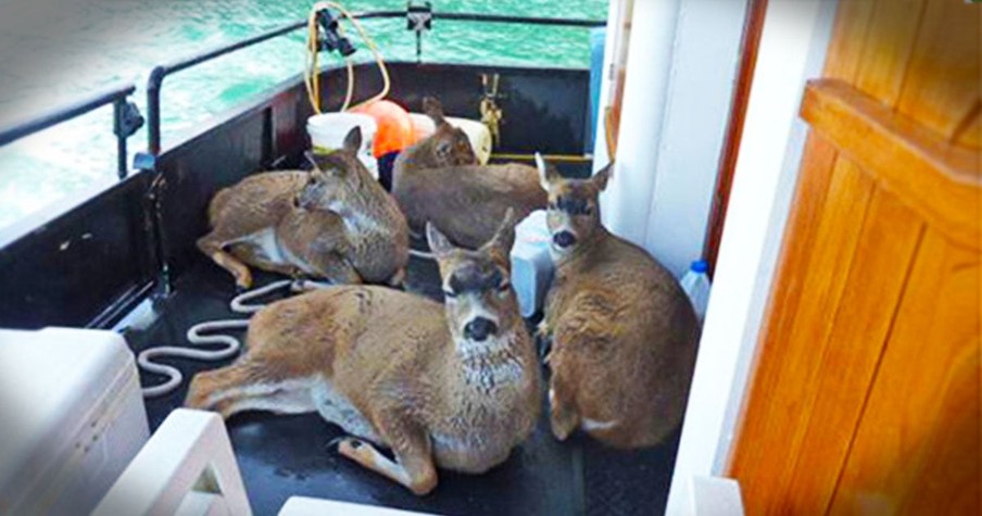 These Deer Were Trapped In The Icy Waters With No Hope In Sight. Until God Sent Help Just In Time!