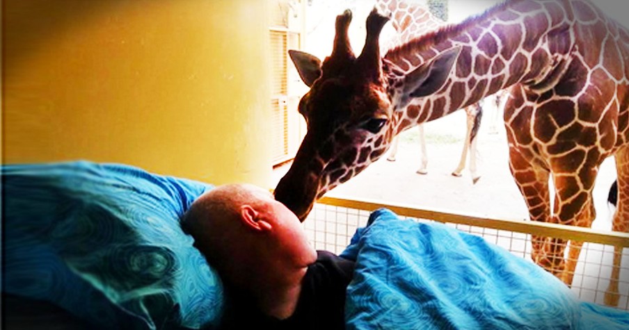 Sweet Giraffe Kisses Dying Zoo Worker Goodbye