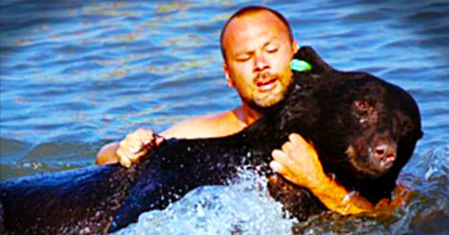 This Bear Was Tranquilized and Almost Drowned in The Ocean. But A Hero Risked it All to Save Him.