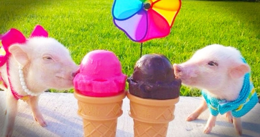 Mini Pigs Priscilla and Poppleton Are Fashion Icons