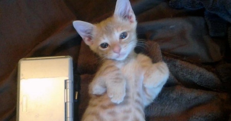 Kitten Was Rescued After Being Born In A Cactus Patch
