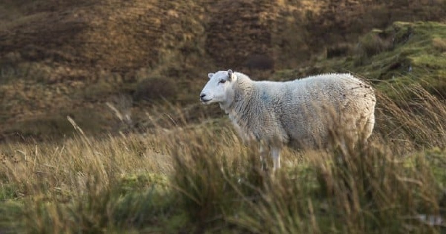 2 Friends Went to The Shore to Relax But Ended Up Saving A Lamb's Life