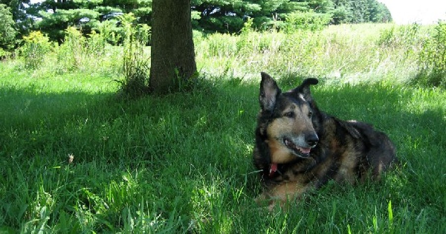 What This Shelter Dog Did After He Was 'Put Down' Will Give You Goosebumps... All Over!