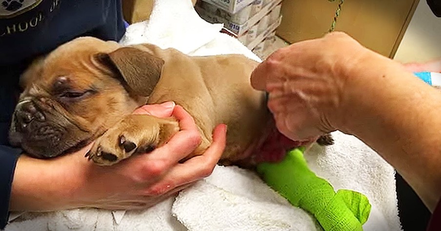 Puppy With Paralyzed Legs Has An Amazing Transformation