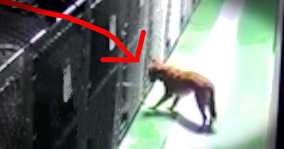 Momma Dog Breaks Out Of Kennel To Snuggle Crying Puppies