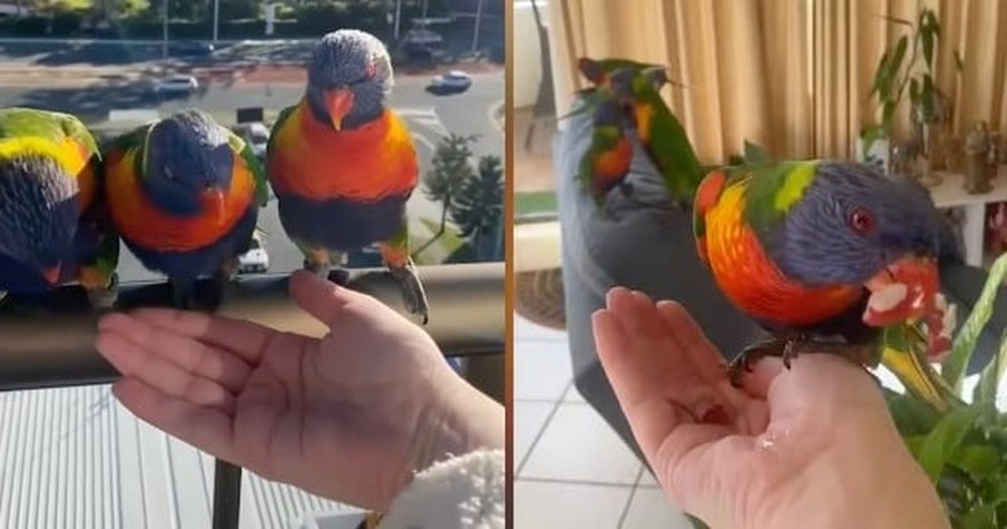 Flock Of Wild Lorikeet Birds Broke Into Couple's Home And Now They Visit Every Day