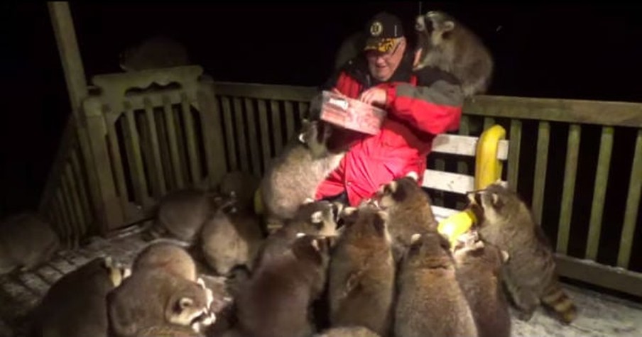 Man Feeding Raccoons Goes Viral, But He's Actually Honoring His Wife's Dying Wish