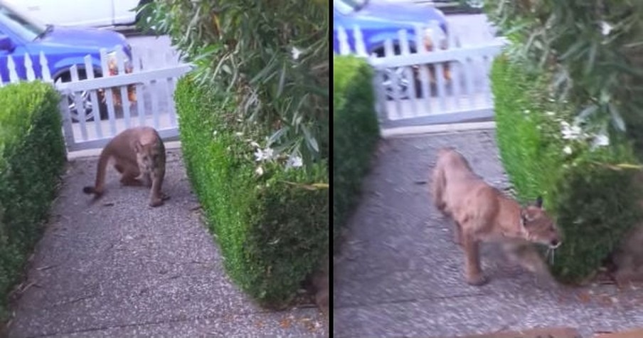 Man Steps Outside To Find His Cat And Spots A Mountain Lion Watching Kids