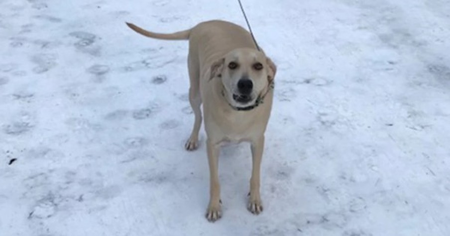 It Looked Bad For An Elderly Man Who Slipped On Ice But God Sent A Furry Angel To Help