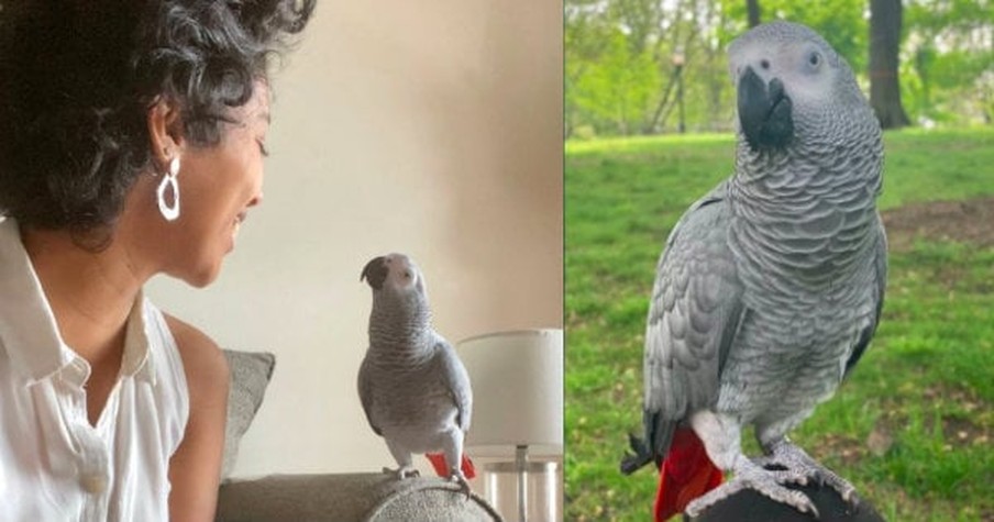 She Never Thought She'd Find Her Beloved Missing Parrot But Then Got A Miraculous Reunion