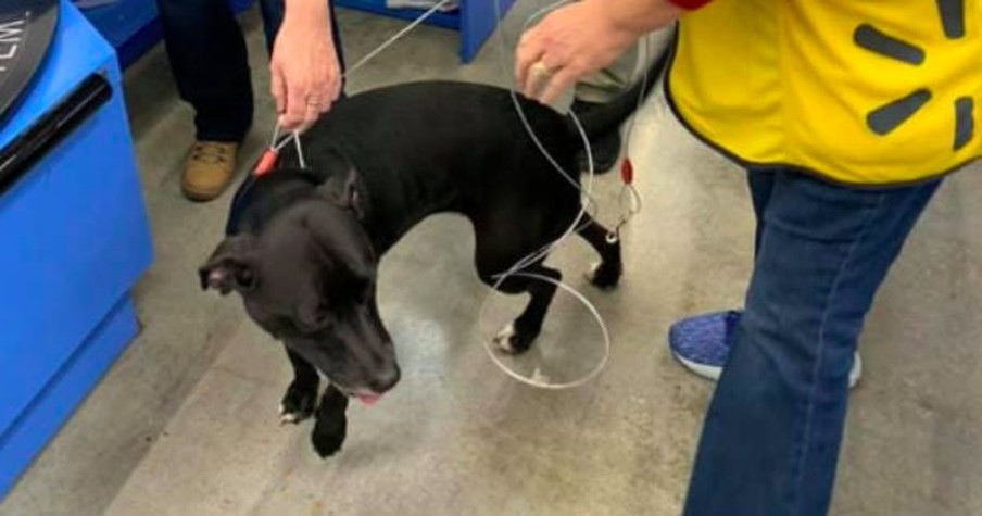 After 20 Days Missing, Dog Found Her Owner By Walking Into The Walmart Where She Works