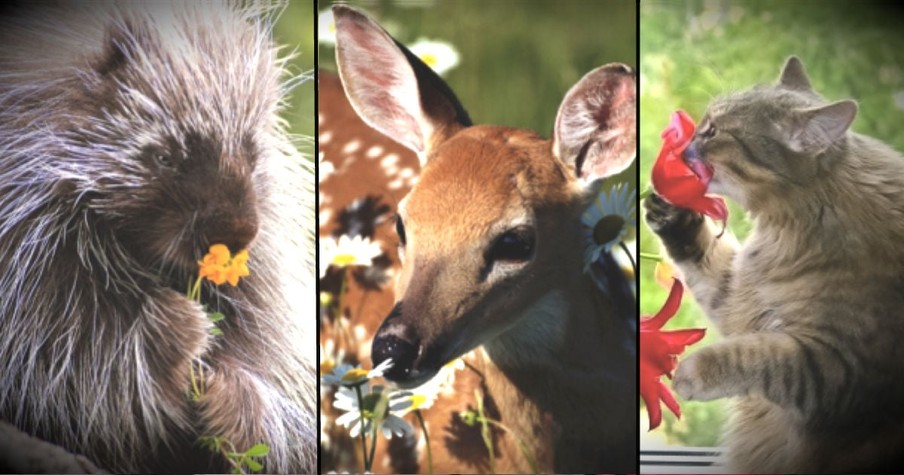 These 20 Animals Will Inspire You To Stop And Smell The Roses