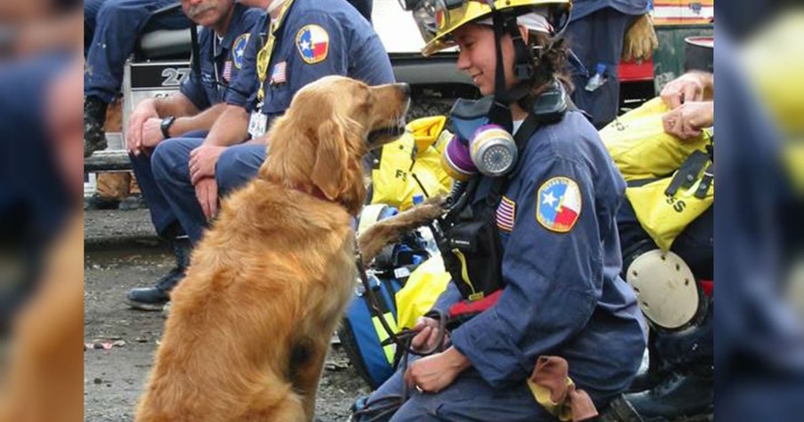 9/11 Search and Rescue Dog Honored with Adorable Pup Birthday Party