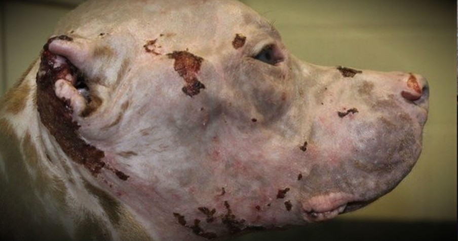 After Being Doused In Acid, You’ll Be Shocked By How Sweet This Pup Is