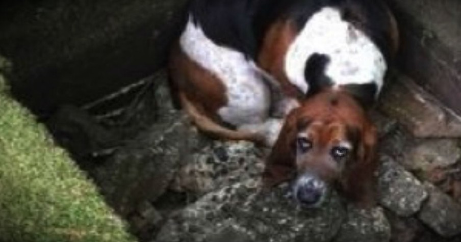 Sad Basset Hound Spends A Week Trapped But His Best Friend Never Left His Side