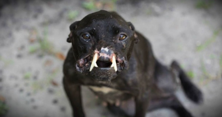 Abused Pup Left With Only Half A Face Still Has A Heart Full Of Love