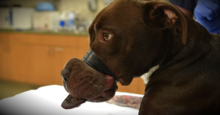 Caitlyn, Dog With Mouth Taped Shut Goes Viral (The Inspirational Short Story Of Her Recovery)