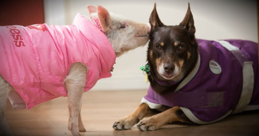 Failed Sheepdog’s Second Chance Proves That Love Wins