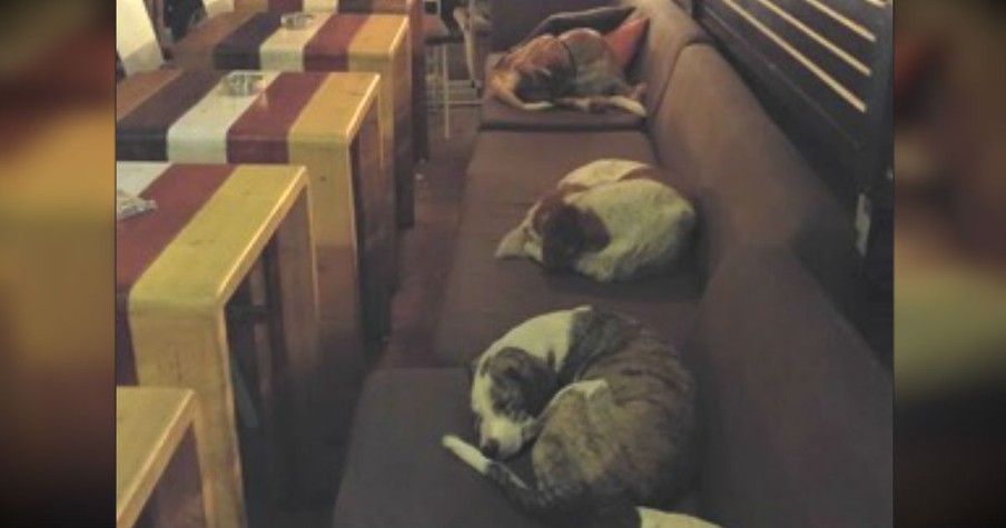 After The Customers Leave, This Cafe Opens Its Doors To Stray Dogs