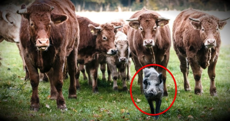 The Unlikely New Addition To This Herd Of Cows Is Too Sweet To Miss