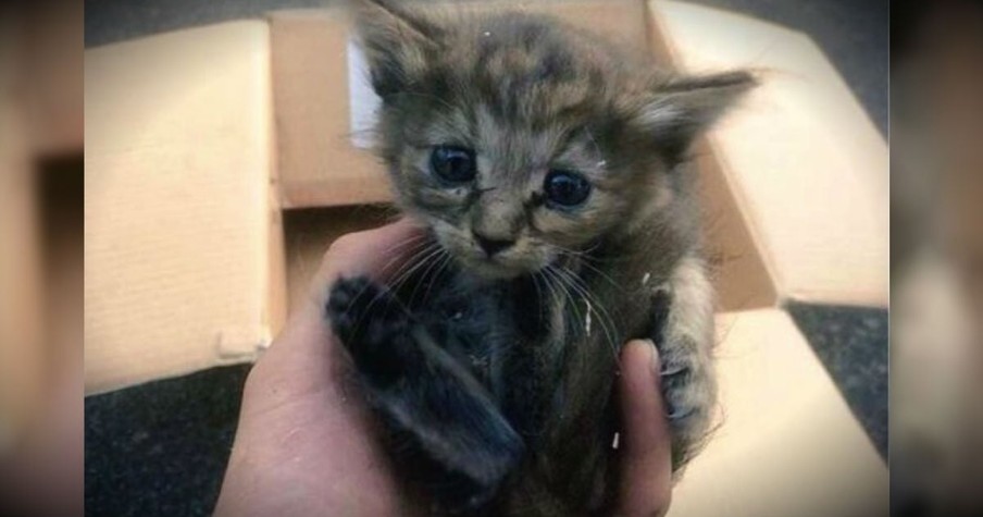 Abandoned Kitten Adopted By Ferret Family