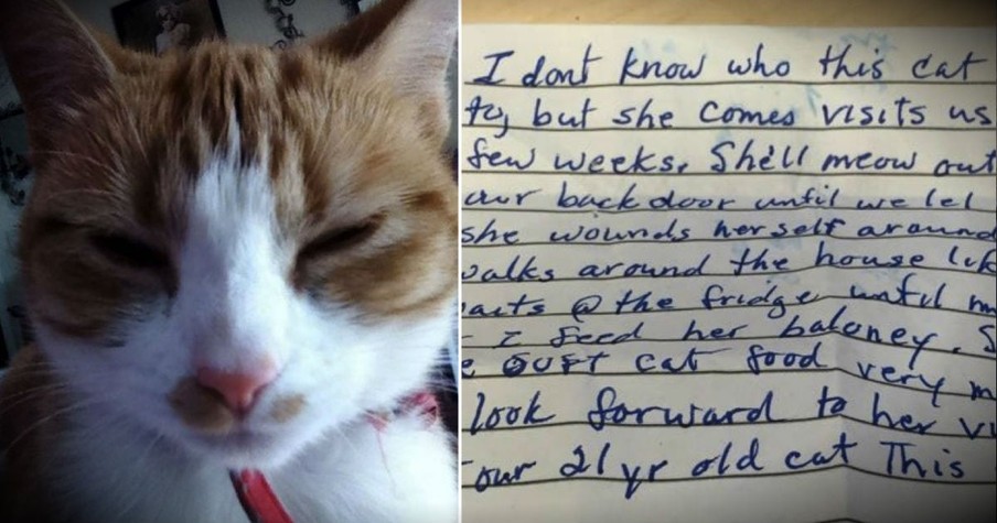 Note From A Stranger Reveals This Cat's Secret Life As A Fur Angel