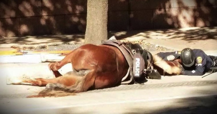 Powerful Photo Of An Officer Comforting A Dying Horse Goes Viral