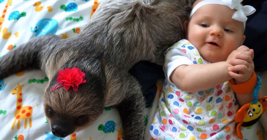 Baby Girl And Her Sloth Best Friend