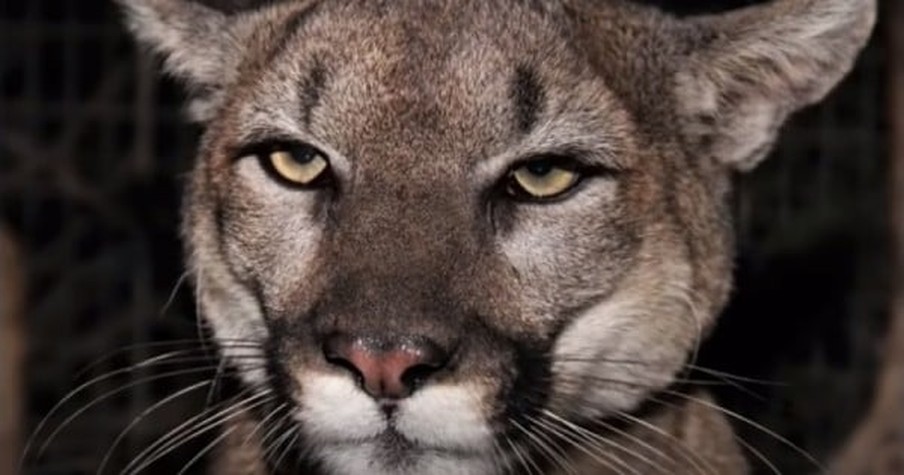 Mom Hears Son's Screams And Jumps Into Action As Mountain Lion Starts Dragging Him Away