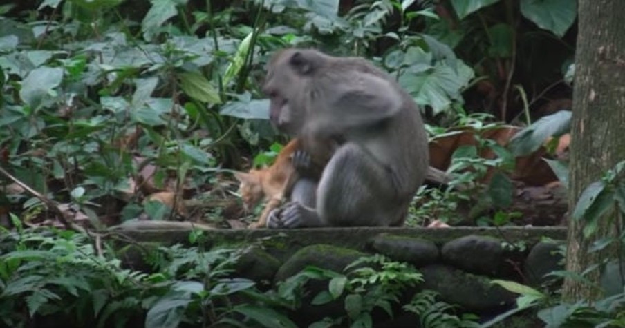 Woman on Vacation Witnesses the Incredible Moment a Monkey Adopts an Orange Kitten