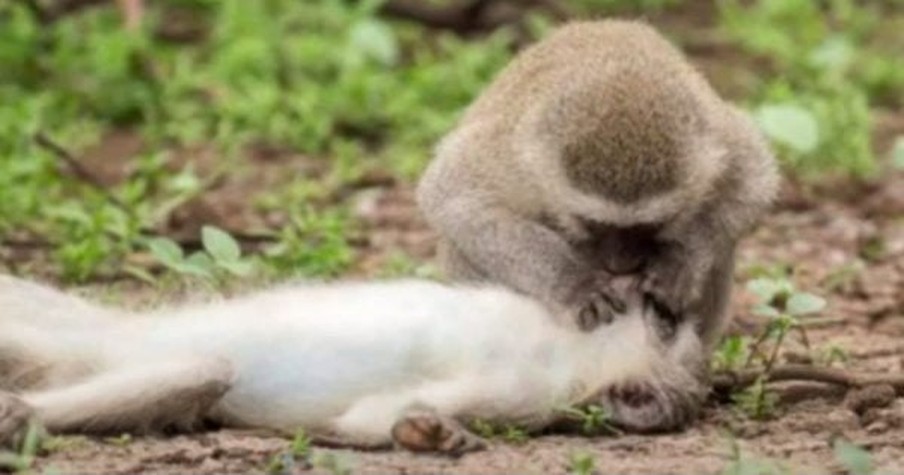 Incredible Photos Seem To Capture Monkey Giving CPR To 'Wounded' Friend