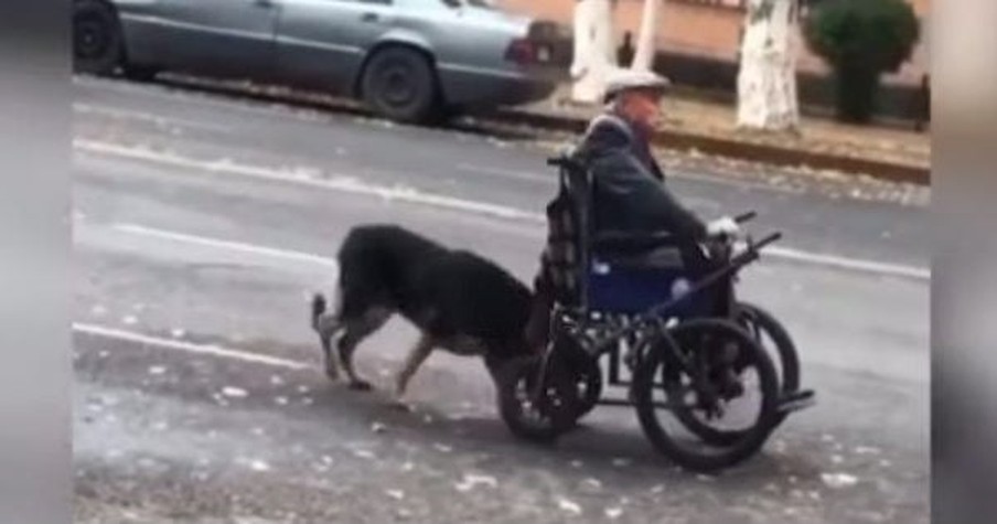 Most Loyal Dog Goes Viral After He's Seen Pushing Owner's Wheelchair Down The Road