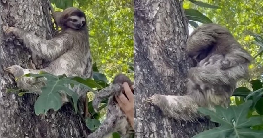 They Found A Baby Sloth Crying For It's Mother On The Beach And Just Wait 'Til They're Reunited