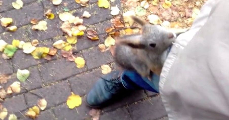 Mother Squirrel Rushed A Man at A Park So He Followed Her And Realized Why She Needed Help